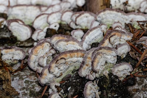 Niszczyk iglastodrzewny