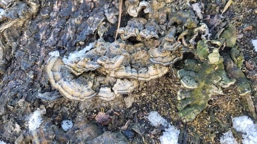 Xylobolus subpileatus