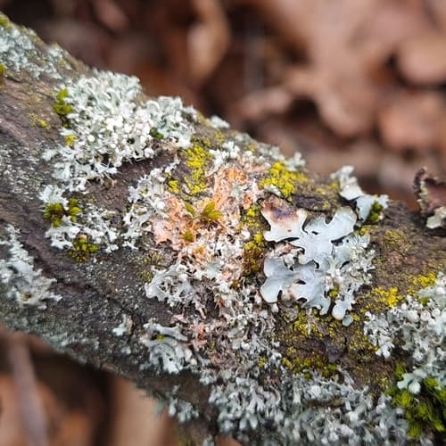 Erythricium aurantiacum