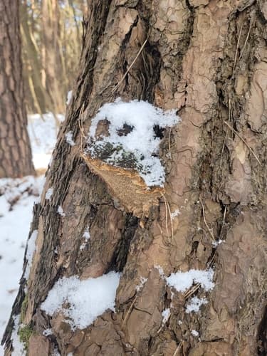 Czyreń sosnowy