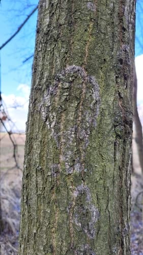 Błonka dwuzarodnikowa