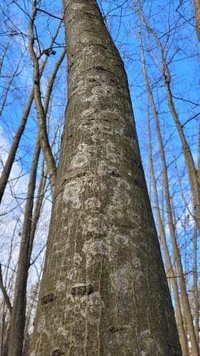 Błonka dwuzarodnikowa