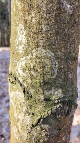 Błonka dwuzarodnikowa