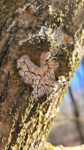 Powłocznica popielata