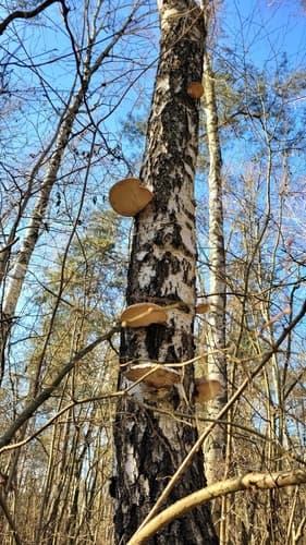 Białoporek brzozowy