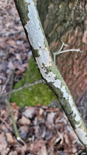 Strzępkoząb bzowy
