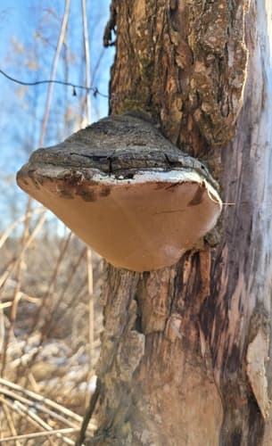 Czyreń ogniowy