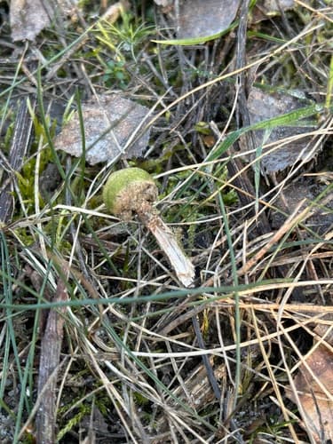 Tulostoma