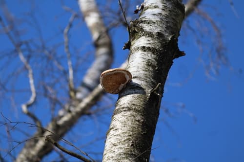 Białoporek brzozowy