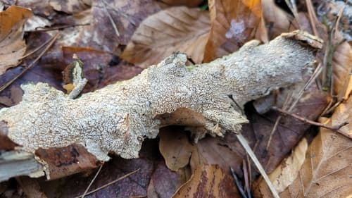 Hyphodontia