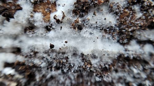 Trechispora