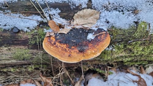 Pniarek obrzeżony