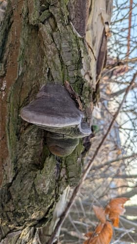 Czyreń ogniowy
