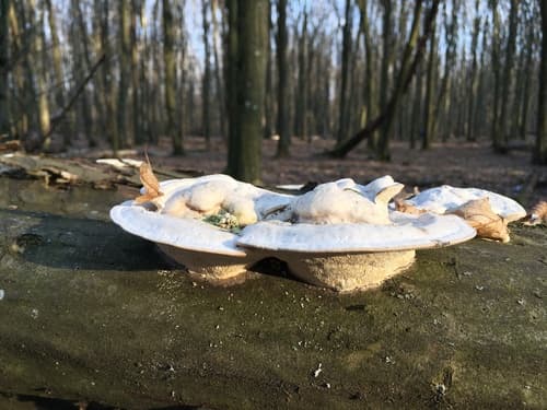 Wrośniak garbaty