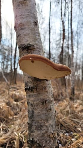 Białoporek brzozowy