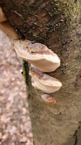 Czyreń śliwowy