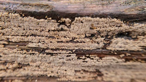 Merismodes anomala