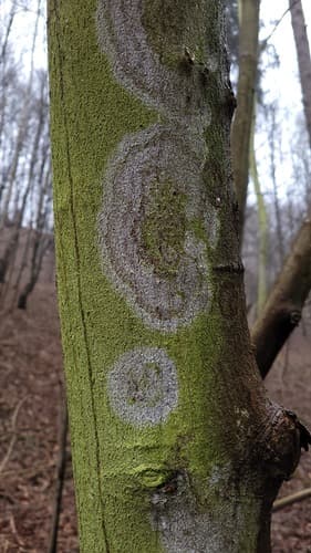 Błonka dwuzarodnikowa