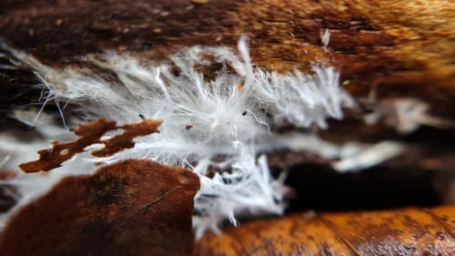 Trechispora