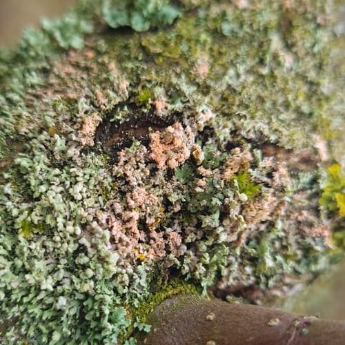 Erythricium aurantiacum