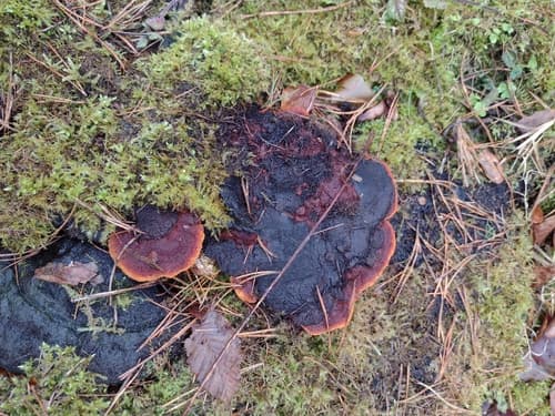 Niszczyca anyżkowa