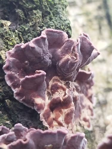 Chrząstkoskórnik purpurowy