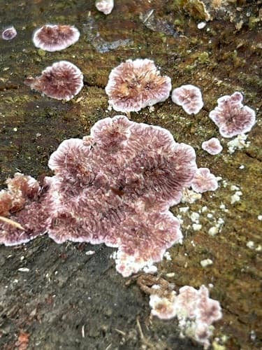 Chrząstkoskórnik purpurowy