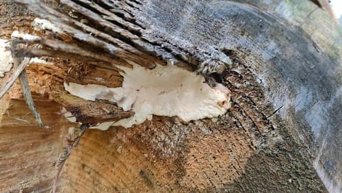 Heterobasidion parviporum