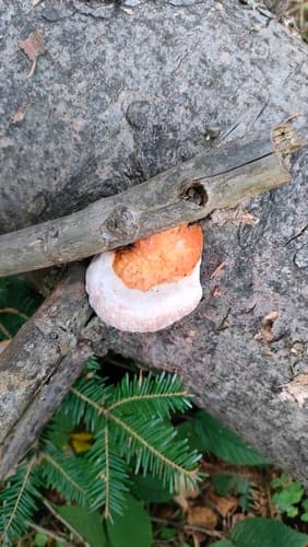 Pniarek obrzeżony