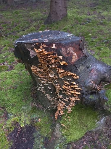 Skórnik