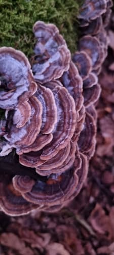 Trametes versicolor
