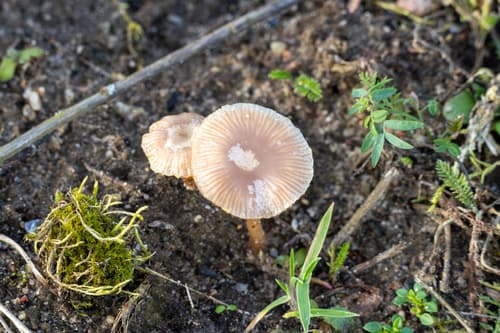 Tubaria furfuracea