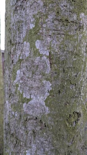 Błonka dwuzarodnikowa