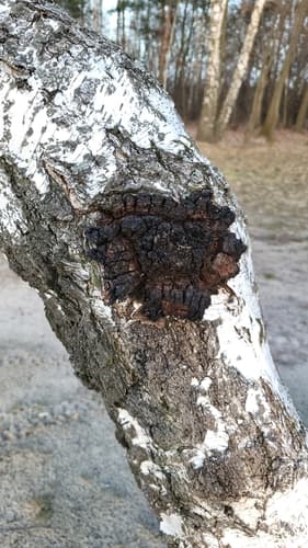 Błyskoporek podkorowy