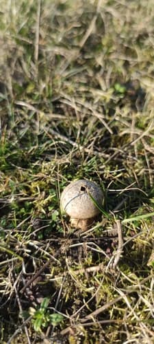 Disciseda