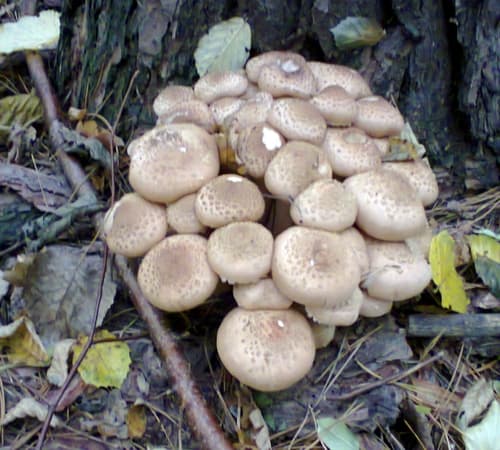 Opieńka ciemna
