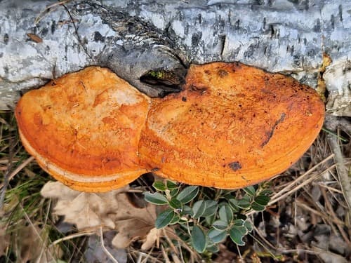 Gęstoporek cynobrowy