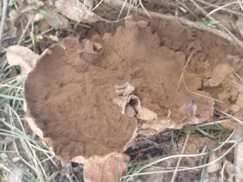 Czasznica olbrzymia