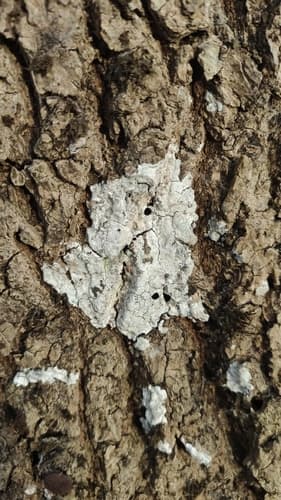 Dendrothele