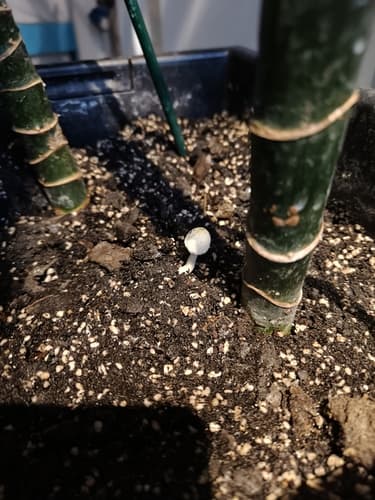 Leucocoprinus