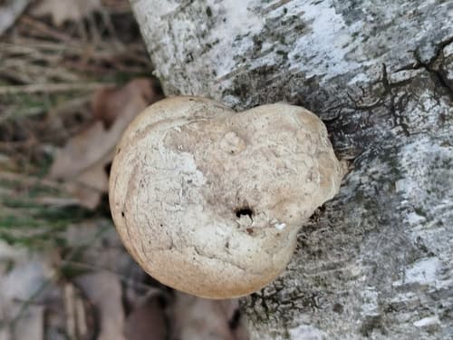Białoporek brzozowy