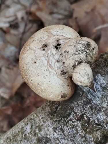 Białoporek brzozowy