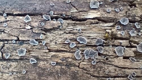 Resupinatus
