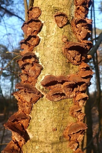 Szczeciniakowate