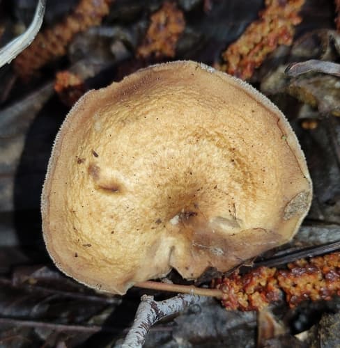 Polyporellus