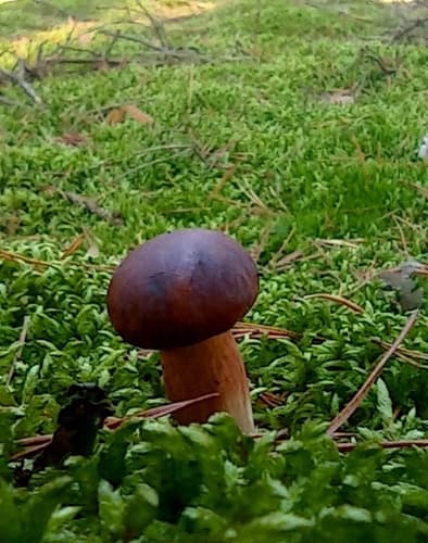 Podgrzybek brunatny