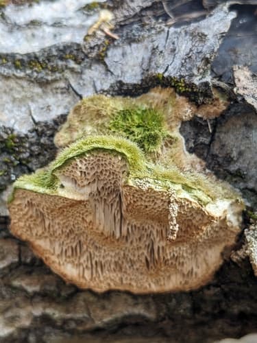 Coriolopsis