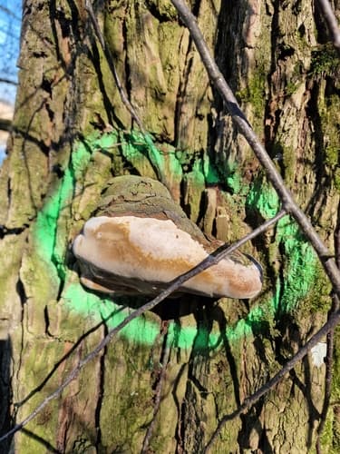 Czyreń ogniowy