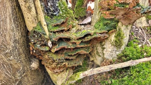 Fuscoporia torulosa