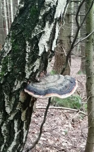Pniarek obrzeżony
